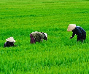 Vietnam is targeting its critics, HRW says