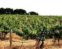 Climate change battle heats up for Australian winemakers
