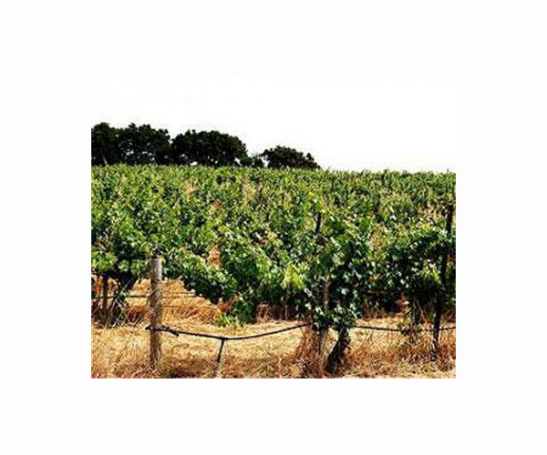 Uphill battle: Spain's wine growers adapt to climate change