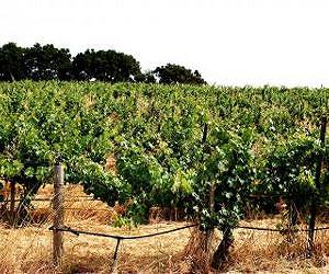 Topsy-turvy wine weather makes grape sorters shine