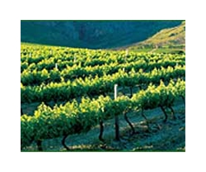 Forgotten vines help wine makers fight climate change