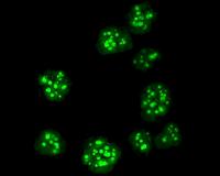 Algae discovery offers potential for sustainable biofuels