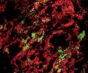 Mixed bacterial communities evolve to share resources, not compete
