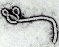 Scientists ID key Ebola virus structure
