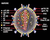 Back to basics in search for HIV vaccine, conference told