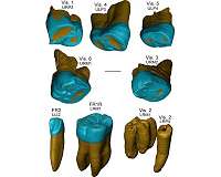Archaeologists can determine a person's sex by analyzing a single tooth