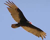 DARPA Selects Aurora For Vulture Program