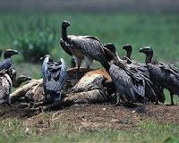 Vultures evolved an extreme gut to cope with disgusting dietary habits