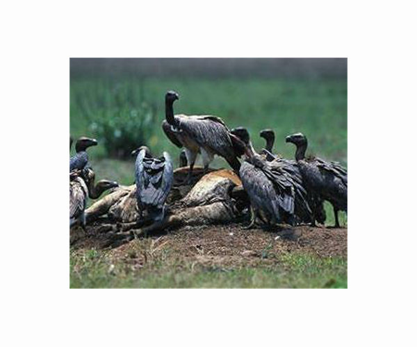 Bangladesh bans cattle painkiller to save vultures
