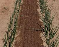 NMSU sustainability project receives regional and national recognition