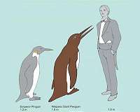 Ancient Japanese birds looked a lot like New Zealand's monster penguins