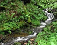 Don't Judge A Brook By Its Color -- Brown Waters Are More Natural