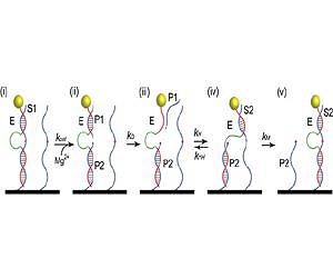 DNA motor 'walks' along nanotube, transports tiny particle