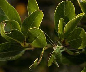 Poorly camouflaged insects can kick off a cascade of ecological impacts