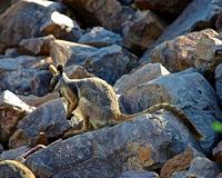 Controlling feral animals and plants will save unique species and $billions