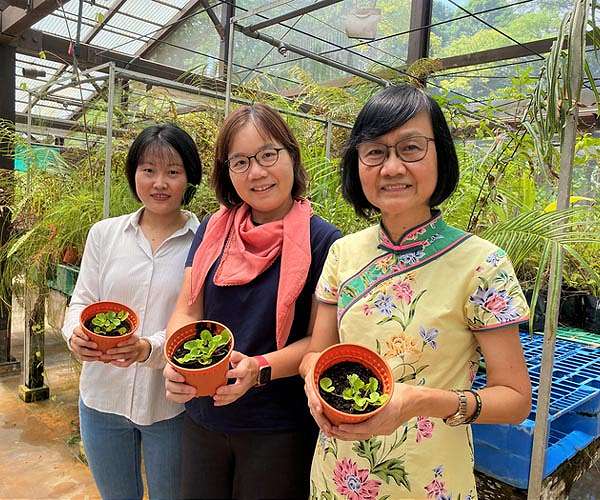 Some tropical plants have potential to remove toxic heavy metals from the soil