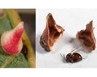 Battle of the parasites: Love vine sucks the life from gall wasps