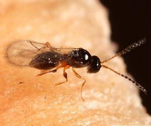 Parasitic wasps use calcium pump to block fruit fly immunity