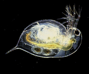 Tiny Crustacean Holds The Record For Most Genes In An Animal