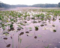 Vanishing Philippines wetlands threatens Arctic bird migration