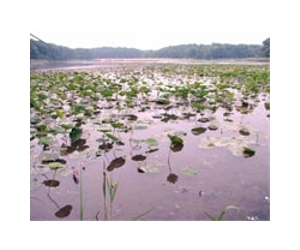 Half of all wetlands destroyed since 1900: report