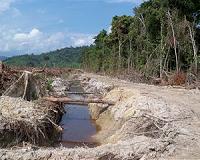 Uganda's farmers battle palm oil Goliaths for land