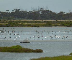Scientists find that rain may not always be a welcome thing to waterbirds