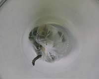 A CSIC scientist discovers that wax worms eat plastic