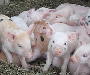 Swine cells could power artificial liver