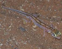 Why some geckos lose their ability to stick to surfaces
