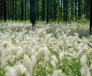 Human population the primary factor in exotic plant invasions in US