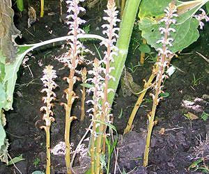 Corn could help farmers fight devastating weed