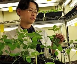 How Do Plants Fight Disease?