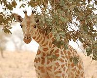 There are four species of giraffe, not one: scientists