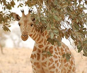 Niger rare giraffe population makes a comeback
