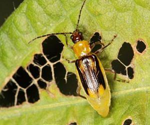 Team discovers how western corn rootworm resists crop rotation