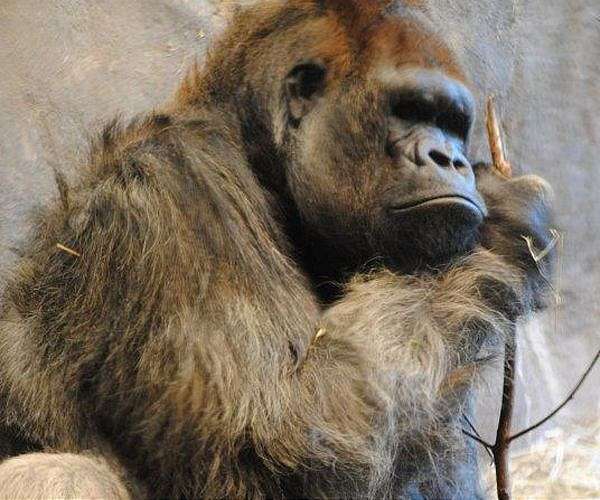 Great apes track events with their eyes like humans do