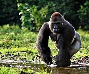 Football: Poborsky shows animal instincts in gorilla plan
