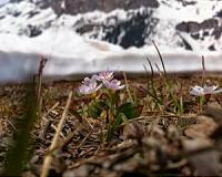 Climate change's frost harms early plant reproduction