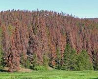 Regulatory, certification slows down use of genetically altered trees