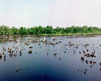 Climate Change To Have Paradoxical Effects In Coastal Wetlands