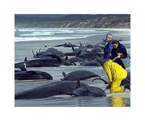 More than 125 whales die in New Zealand strandings