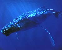 Flying robot to track whales off Australia: report