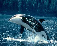 Killer whales leave porpoises for dead