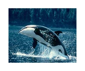 Netherlands ok's killer whale move to Canary Island park