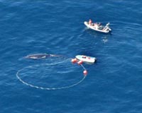 'Bycatch' Whaling A Growing Threat To Coastal Whales
