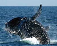 Endangered Right Whales Found Where Presumed Extinct