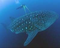 Tracking down the whale-shark highway