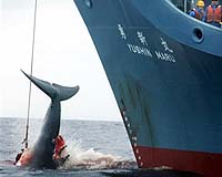Environmentalists fall out over anti-whaling tactics