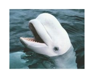100 Beluga whales trapped in Russian Far East